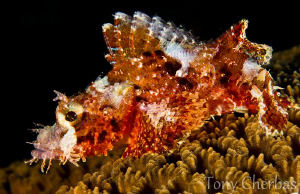 Juvenile Scorpionfish by Tony Cherbas 